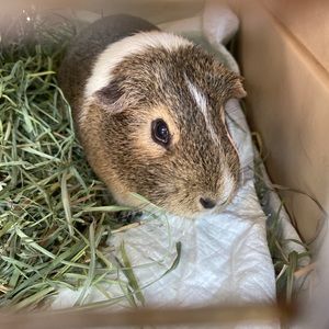 Meet your Posher, Sophie